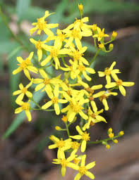 Image result for Senecio lewallei