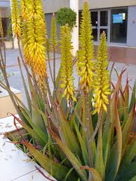Image result for Aloe barendii