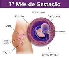 1 Mes De Gestacao Sintomas Como Esta O Bebe