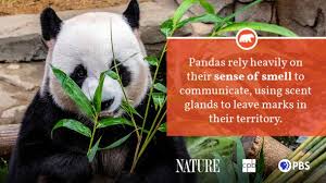 One example of this is the rounded shape of the animals face which resulted from the development of the powerful muscles in its jaw. Panda Fact Sheet Blog Nature Pbs