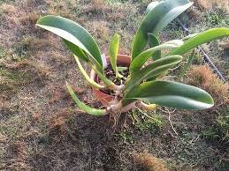 Image result for Bulbophyllum schinzianum