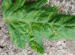 Image result for tomato seedling pseudomonas syringae pv tomato symptoms