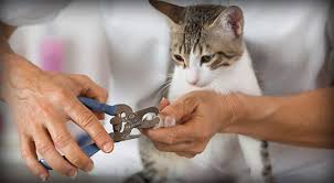 We reviewed dozens of cat nail clippers and trimmers to identify the best of the best. 4 Best Cat Nail Clippers Reviews 2021 Your Cat Needs It