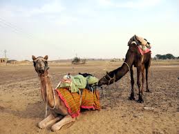 How do i say how are you? in urdu? Camel Safari In The Thar Desert The Open Road Before Me