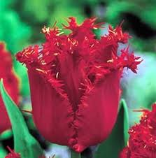 Valery Gergiev Tulip Most Popular Flowers Tulip Bulbs Tulips