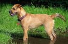 Fell Terriers - Terrier Rescue