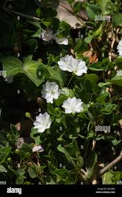 Image result for Falkia