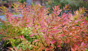 Image result for Dichilus