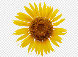 Nah itulah kumpulan 50+ gambar bunga matahari atau sunflower images, baik berupa foto bunga matahari, wallpaper bunga matahari keren, gambar kartun dan gambar sketsa. Bunga Matahari Biasa Matahari Terbit Bunga Matahari Kartun Matahari Png Pngegg