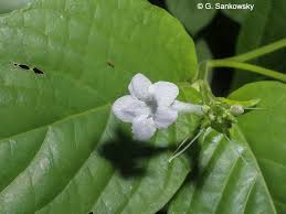 Image result for Asystasia glandulosa