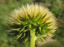 Image result for Berkheya setifera