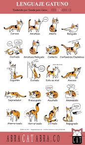 Twitter Cat Language Cat Body Cats