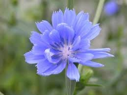 Chicory Magical Blue Flowerchicory Magical Blue Flowerchicory Or Cichorium Intybus Is A Plant With Blue Flo Flower Garden Plans Blue Flowers Flower Seeds