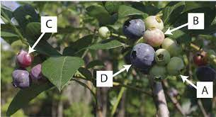 In turn, southern highbush blueberries are most commonly found along the peninsula. Four Developmental Stages Of Each Southern Highbush Blueberry Cultivar Download Scientific Diagram
