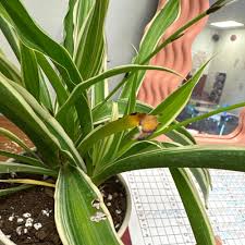 Image result for Chlorophytum galpinii