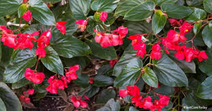 Can combine shipping if you win with multiple bids (please message before checking out for combined shipping).</p><p. Red Angel Wings Plant