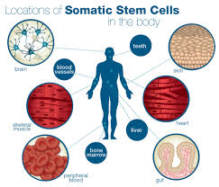 Stem Cell Quick Reference