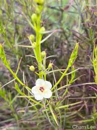 Image result for Sopubia