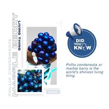 Image result for Pollia condensata