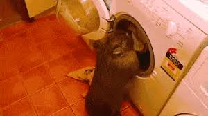 What i'm referring to is this type of gif's. Petting Machines Gifs Get The Best Gif On Giphy