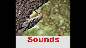 The company that develops woodpecker sounds is digital sounds effects. Woodpecker Sound Effects All Sounds Youtube