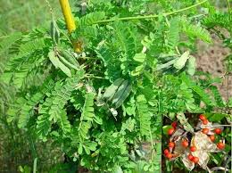 Image result for Abrus fruticulosus