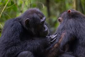 Image result for Argomuellera