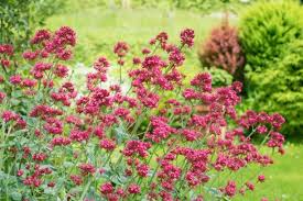Image result for Centranthus