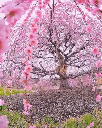 200 years old blossoming ume plum tree at suzuka forest garden japan by tatsuya kurisu interestingasfuck flowering trees tree plum tree