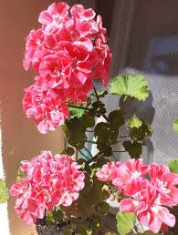 Image result for Pelargonium apetalum