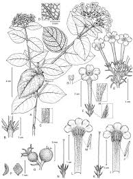 Image result for Rogiera cordata