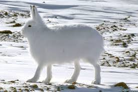 Their front and hind legs are large and fluffy. Arctic Hare Cute Animals Arctic Hare Arctic Animals