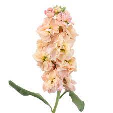 Stock Pinky Peach Flower Unique Wedding Flowers Flower Centerpieces Wedding Peach Flowers