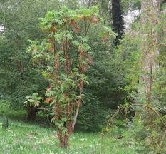 Image result for Lagenaria abyssinica