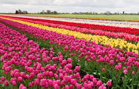 Pick everything from fruits, veggies, and flowers all spring and summer long! Holland Ridge Farms Nj S Premier Pick Your Own Flower Farm