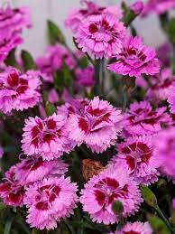 Must Grow New Varieties Of Perennials For 2013 With Images Flowers Perennials Beautiful Flowers Flower Garden