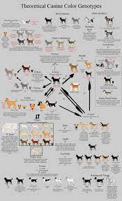 If This Is Difficult To Read It May Be Better Viewed If Downloaded This Was Meant To Accompa Dog Breeding Business Dog Breeding Kennels French Bulldog Colors