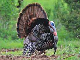 The modern turkish republic was founded. Wild Turkey Ebird