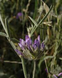 Image result for Microcharis latifolia