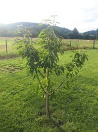 Gibt es einen unterschied beim schneiden von jungen und alten kirschbäumen? Susskirsche Grosse Schwarze Knorpelkirsche Prunus Grosse Schwarze Knorpelkirsche Baumschule Horstmann