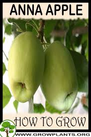 To protect your trees as they grow, cut a length of chicken wire that is tall enough to cover your tree, and long enough to form a loop around the tree. Anna Apple Tree How To Grow Care