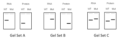 Eukaryotic Gene Regulation Practice Exam Questions Diagram Quizlet