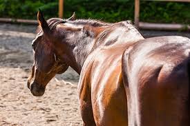 The potency or degree of concentration of a drug, chemical, or drink. Bulking Up Does Your Horse Need To Gain Weight Muscle Or Both The Horse