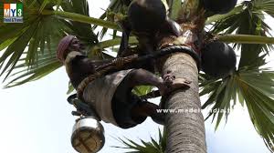 With her parents often away. Palm Wine Thati Kallu Borassus Flabellifer Juice Street Food Youtube