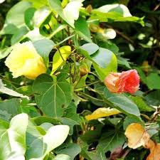 Image result for Thespesia