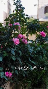 pin by زينوا زينون on منشوراتي المحفوظة in 2021 iphone background wallpaper iphone background flowers