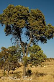 Image result for Faurea rochetiana