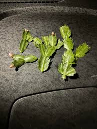 Image result for cactus cuttings