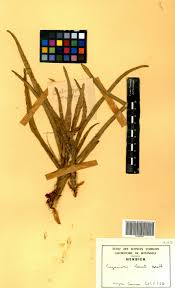 Image result for Cyanotis lanata