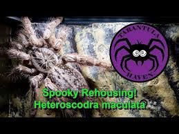 Image result for Brownleea maculata